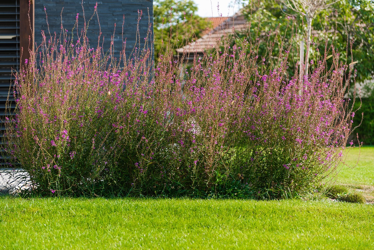 Trvalky do záhrady 2