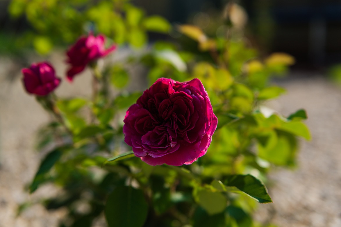 Trvalky do záhrady 3