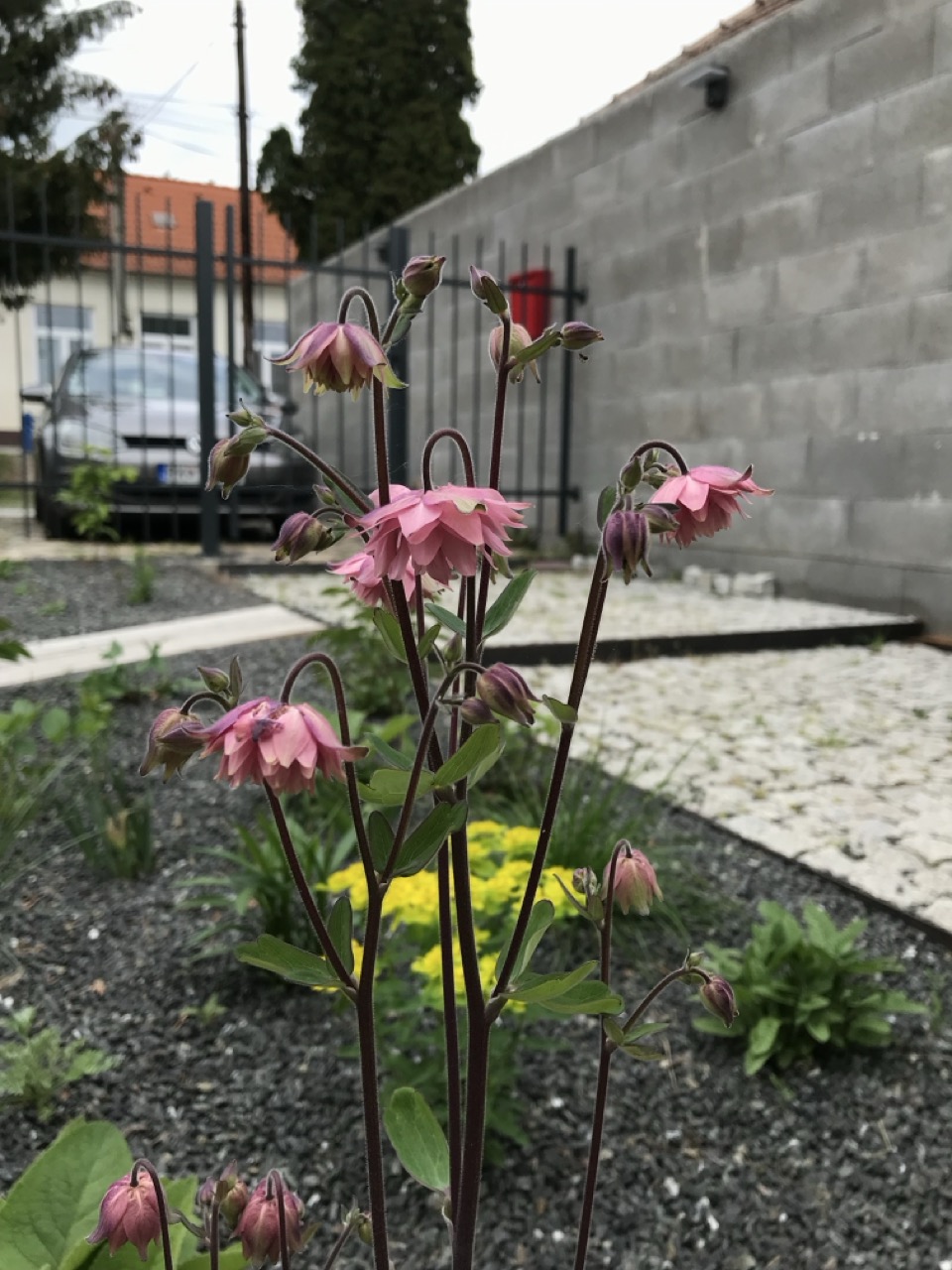 Trvalky do záhrady 5