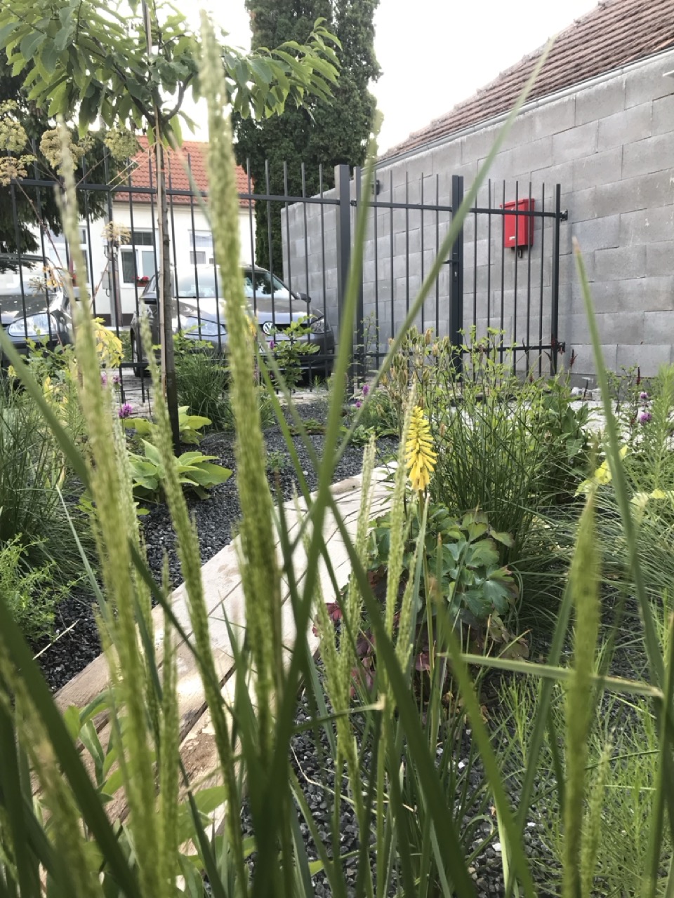 Trvalky do záhrady 7